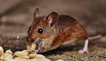 24 Hour & Emergency Exterminators in Poston, SC